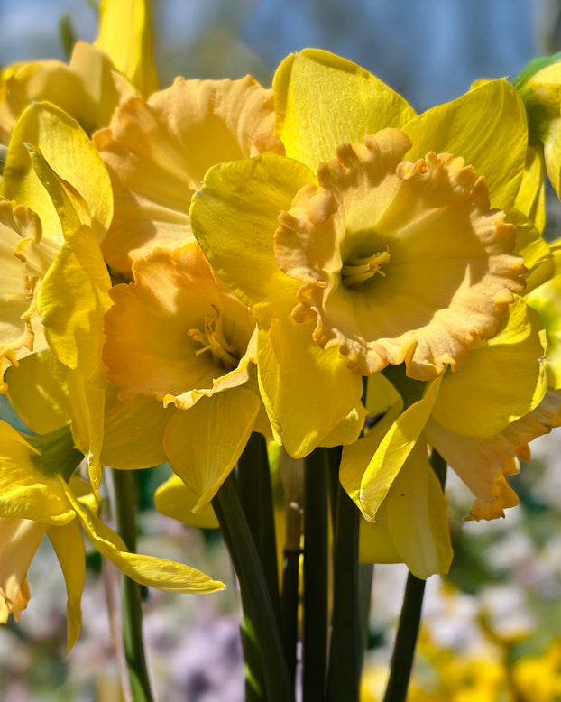 Narcissus 'Alexis Beauty'