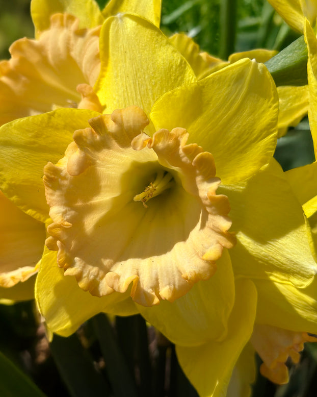 Narcissus 'Alexis Beauty'