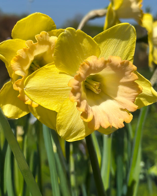 Narcissus 'Alexis Beauty'