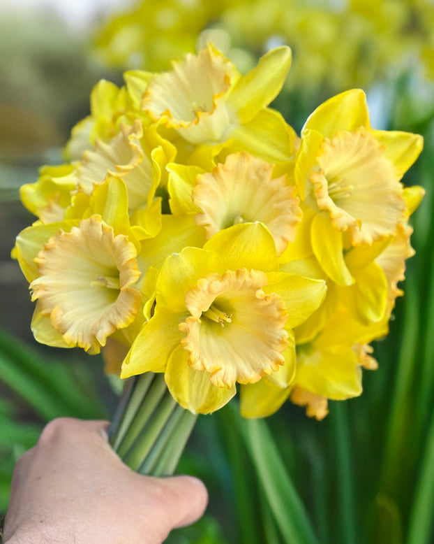Narcissus 'Alexis Beauty'