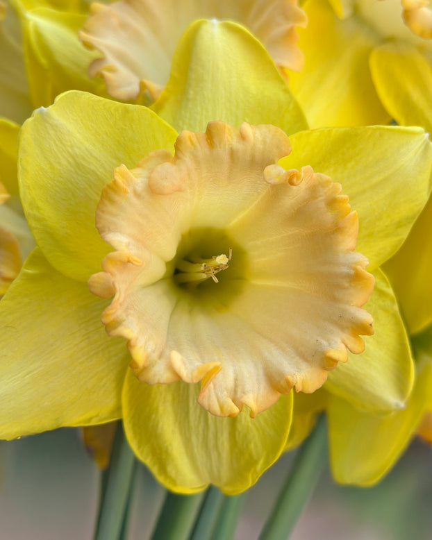 Narcissus 'Alexis Beauty'