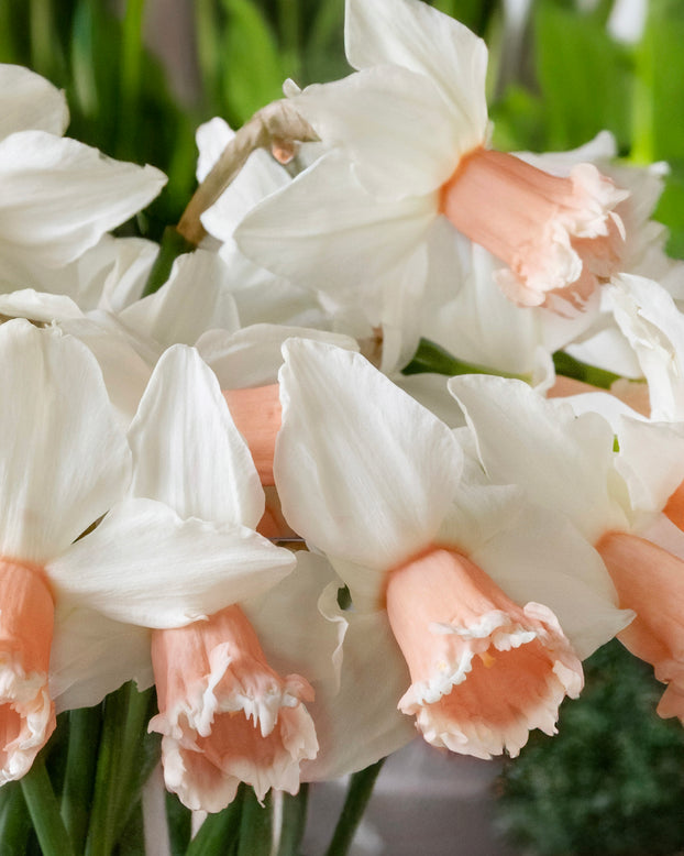 Narcissus 'Frozen Pink'