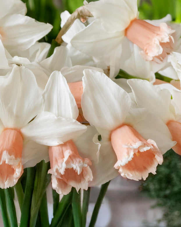 Narcissus 'Frozen Pink'