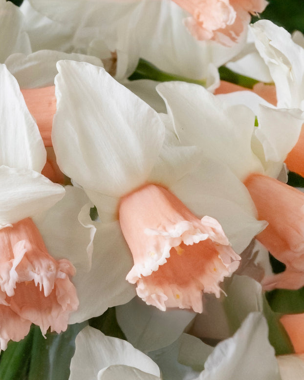 Narcissus 'Frozen Pink'