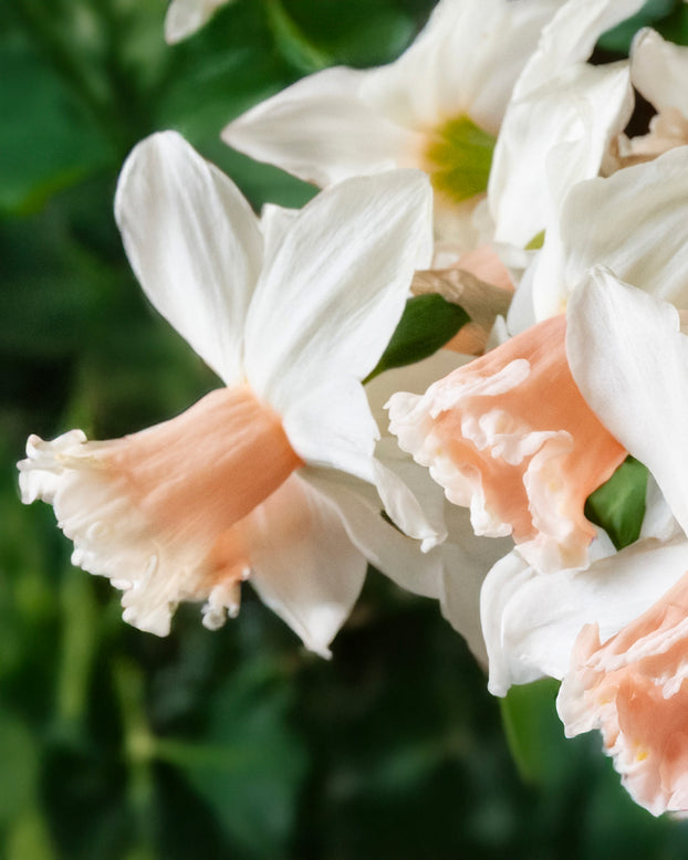 Narcissus 'Frozen Pink'