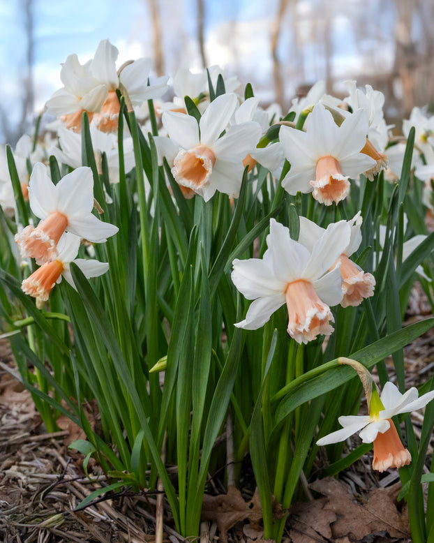 Narcissus 'Frozen Pink'
