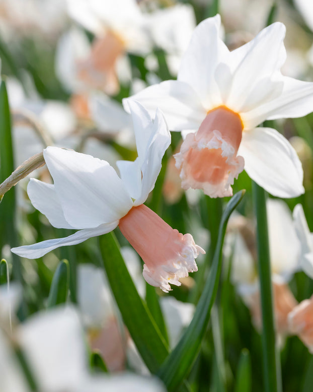 Narcissus 'Frozen Pink'