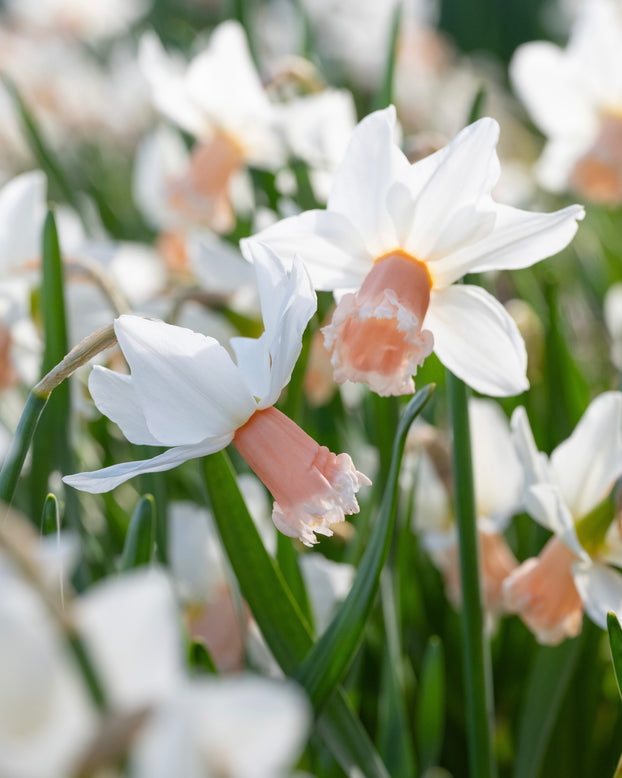 Narcissus 'Frozen Pink'