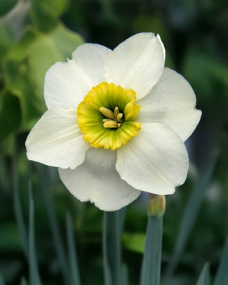 Narcissus 'Gracy's Green' Narcissus 'Gracy's Green'