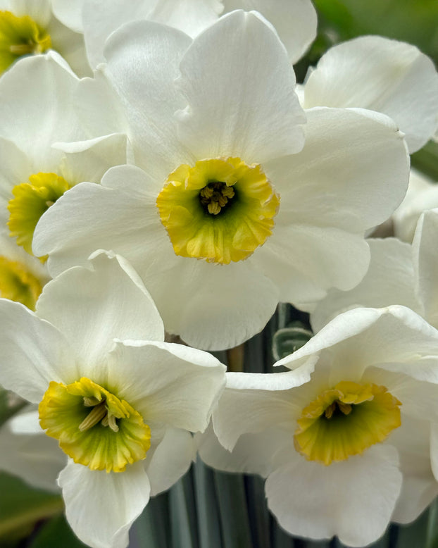 Narcissus 'Gracy's Green'