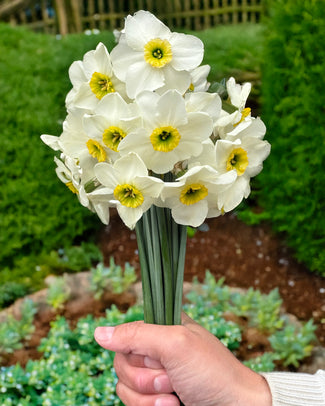 Narcissus 'Gracy's Green' Narcissus 'Gracy's Green'