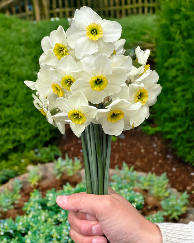 Narcissus 'Gracy's Green'