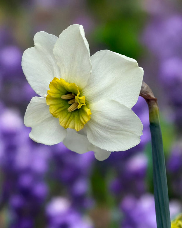 Narcissus 'Gracy's Green'