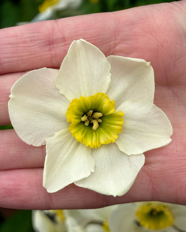 Narcissus 'Gracy's Green'
