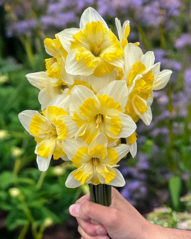Narcissus 'Lemon Taffeta'