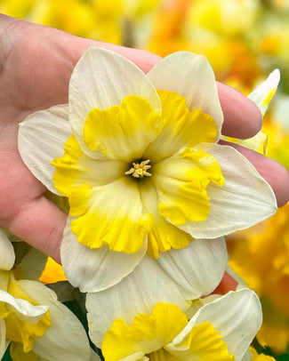 Narcissus 'Lemon Taffeta' Narcissus 'Lemon Taffeta'