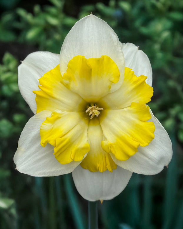 Narcissus 'Lemon Taffeta'
