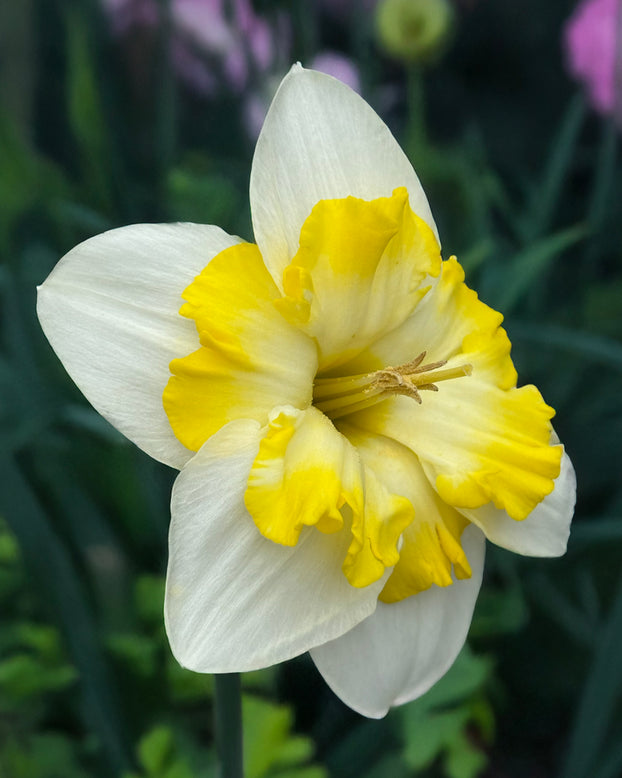Narcissus 'Lemon Taffeta'