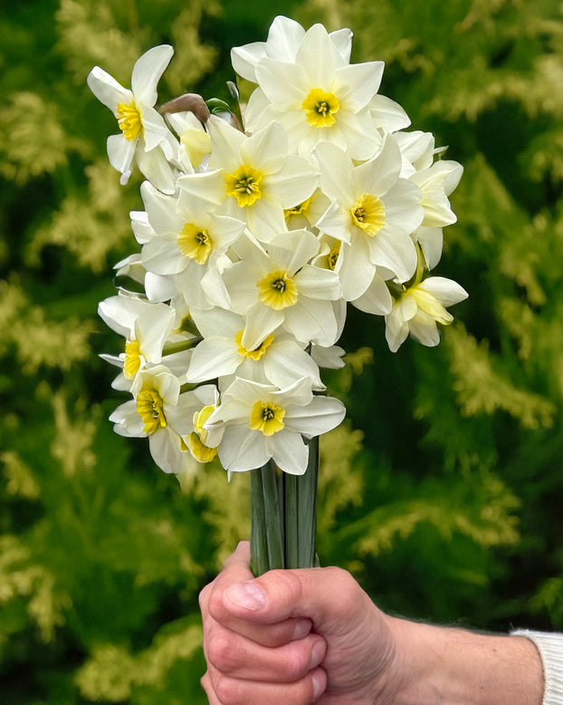 Narcissus 'Lieke'