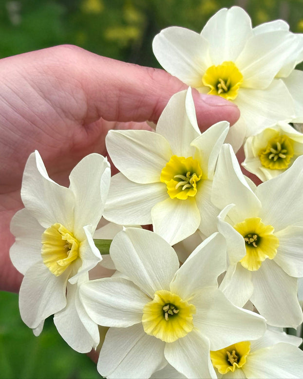 Narcissus 'Lieke'