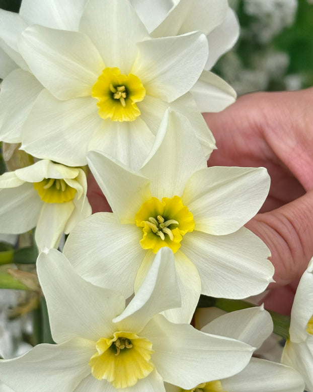 Narcissus 'Lieke'