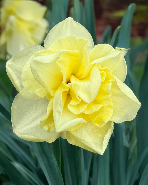 Narcissus 'Little Kiwi'