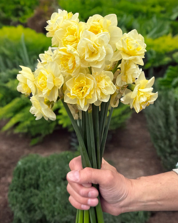 Narcissus 'Little Kiwi'