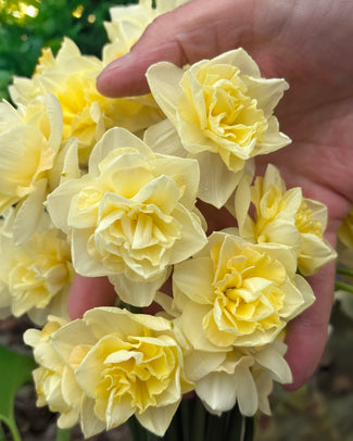 Narcissus 'Little Kiwi' Narcissus 'Little Kiwi'