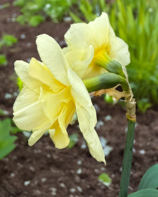 Narcissus 'Little Kiwi'