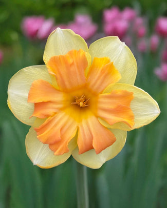 Narcissus 'Peachy Dream' Narcissus 'Peachy Dream'