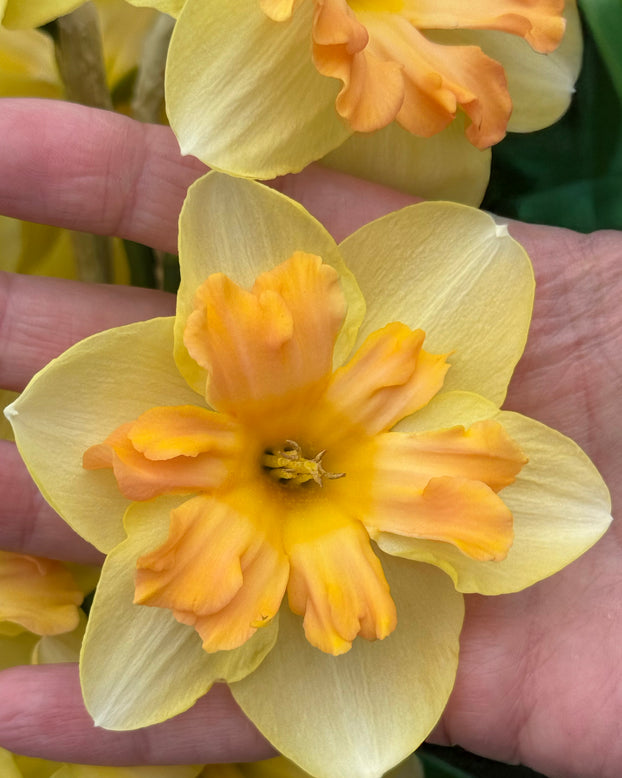 Narcissus 'Peachy Dream'