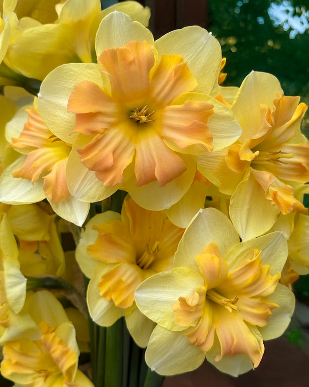 Narcissus 'Peachy Dream'