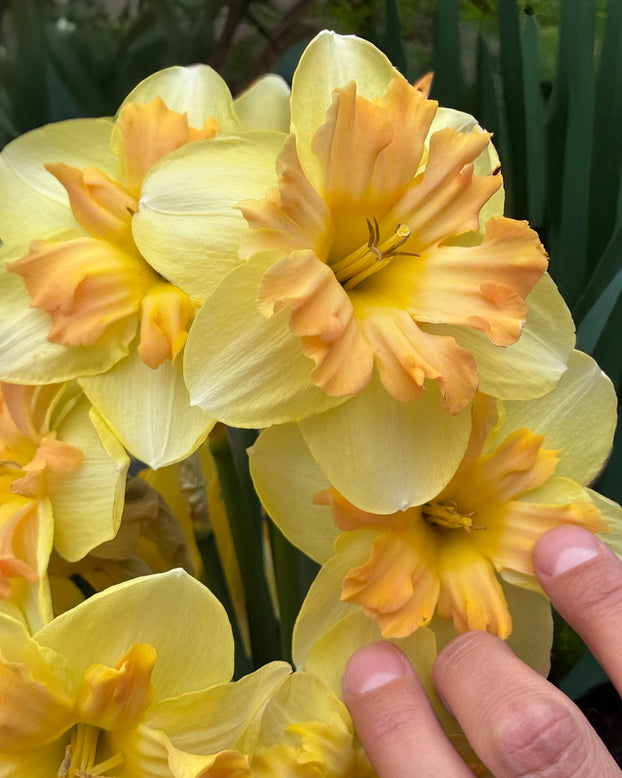 Narcissus 'Peachy Dream'