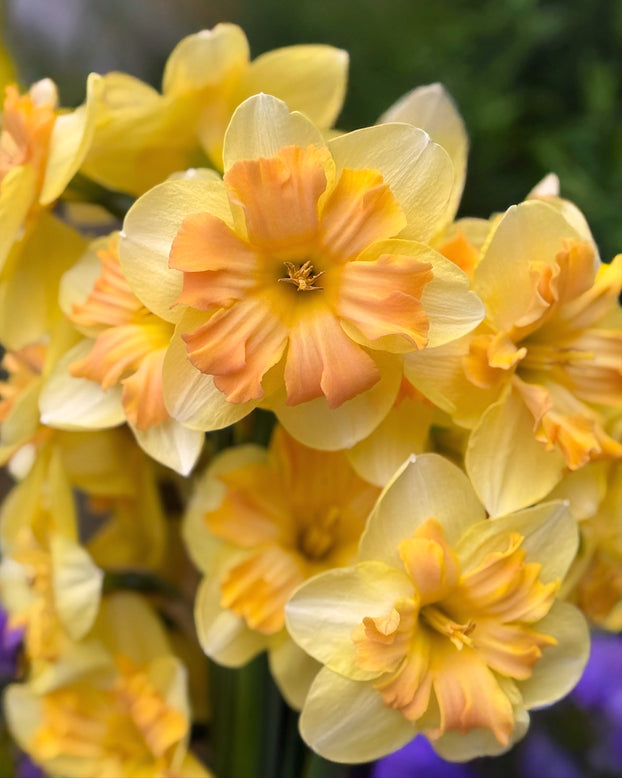 Narcissus 'Peachy Dream'