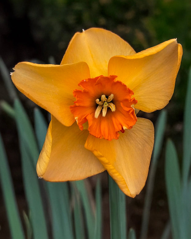 Narcissus 'Pumpkin Spice'