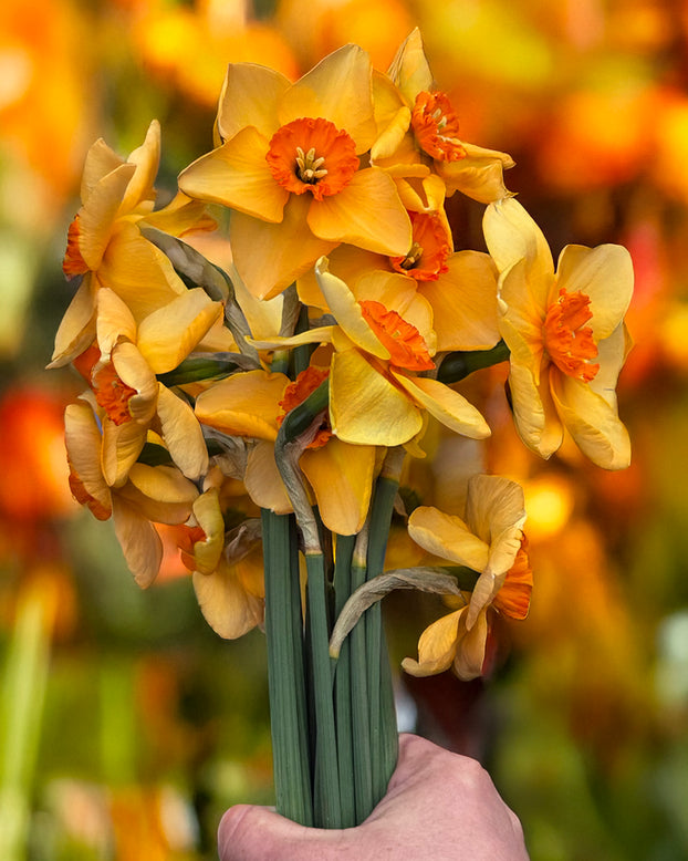 Narcissus 'Pumpkin Spice'