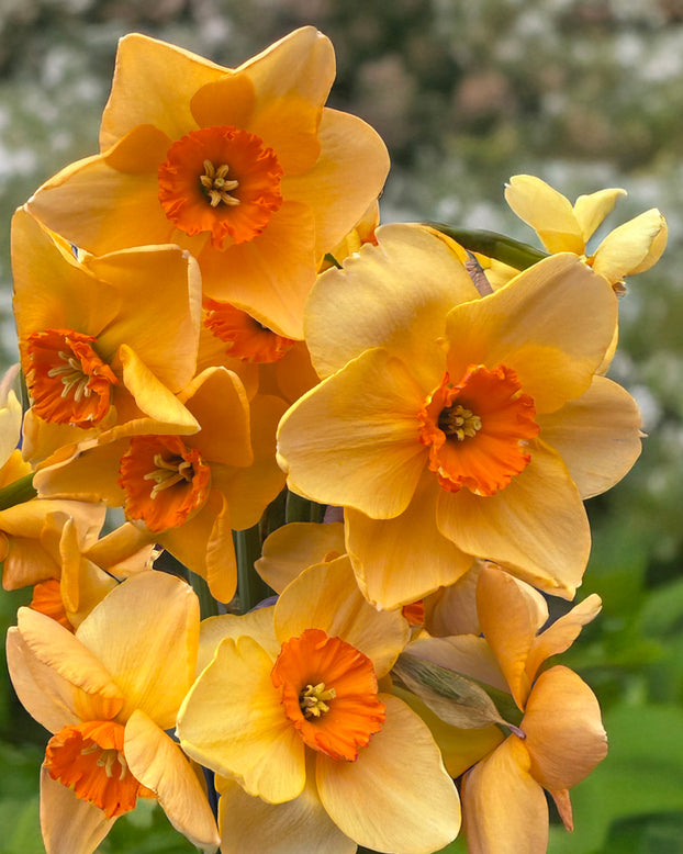 Narcissus 'Pumpkin Spice'