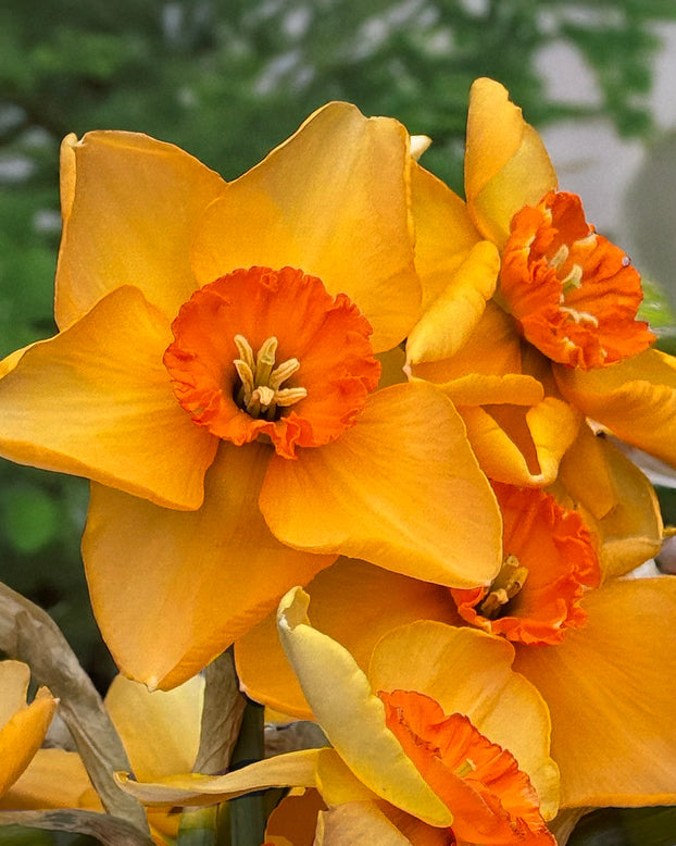 Narcissus 'Pumpkin Spice'