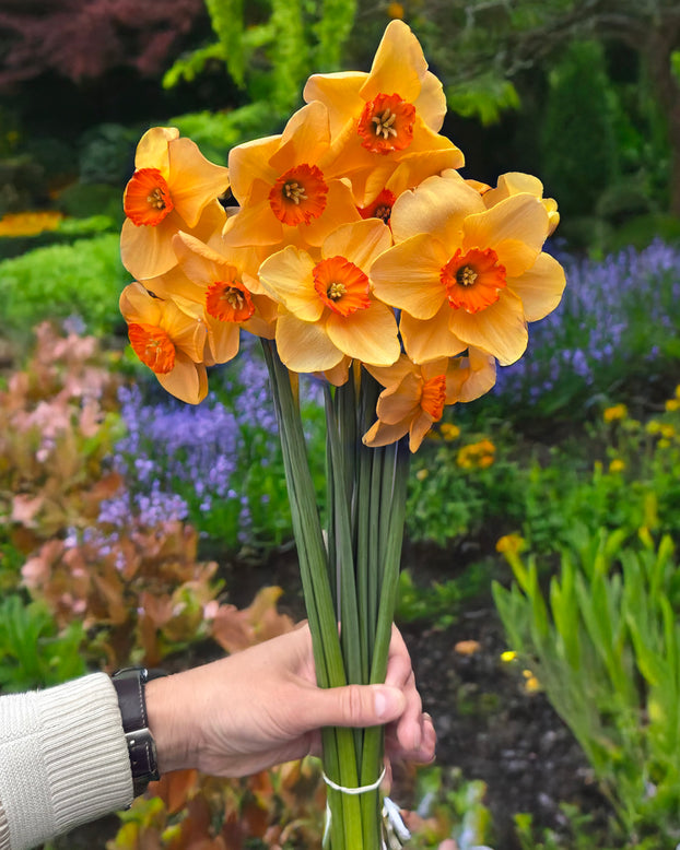 Narcissus 'Pumpkin Spice'