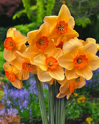 Narcissus 'Pumpkin Spice' Narcissus 'Pumpkin Spice'