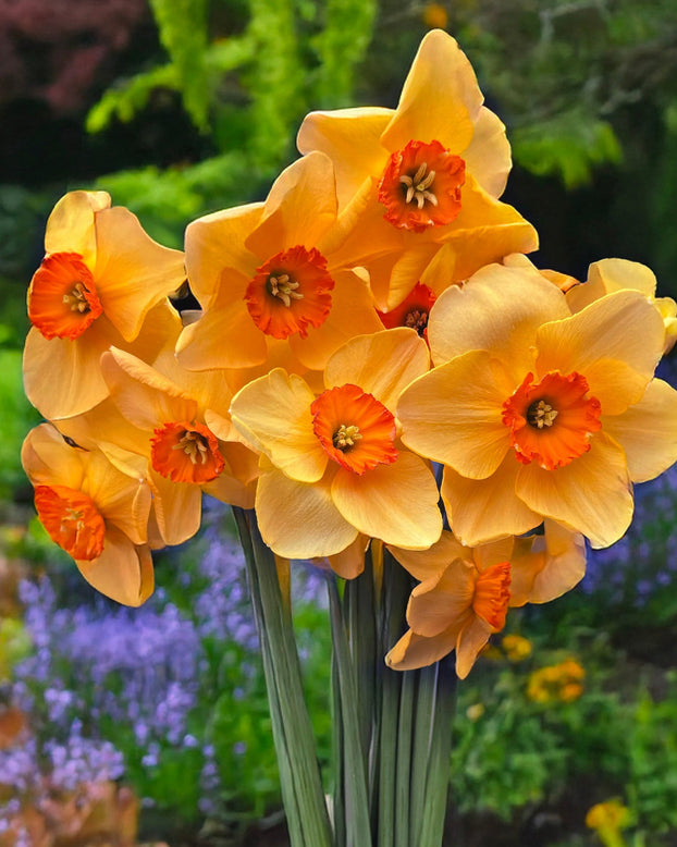 Narcissus 'Pumpkin Spice'