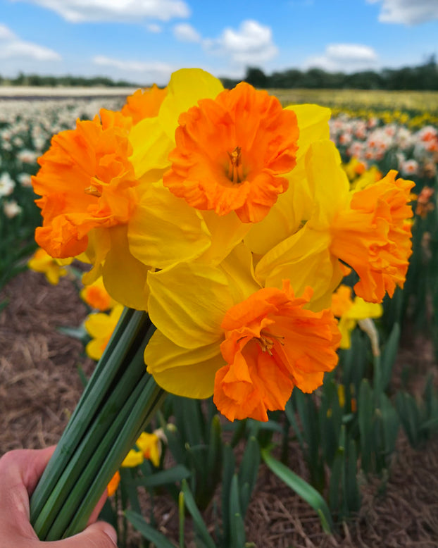 Narcissus 'Rockstar'