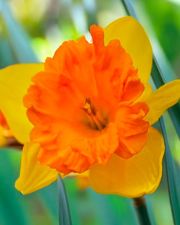 Narcissus 'Rockstar'
