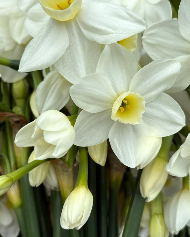 Narcissus 'Silver Chimes'