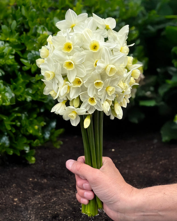 Narcissus 'Silver Chimes'