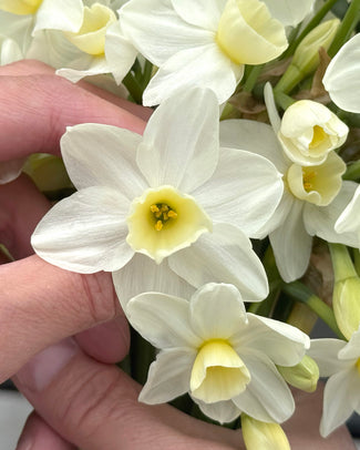 Narcissus 'Silver Chimes' Narcissus 'Silver Chimes'
