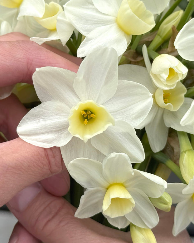 Narcissus 'Silver Chimes'