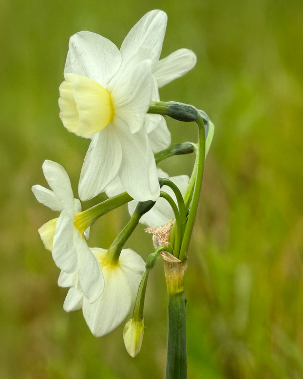 Narcissus 'Silver Chimes'