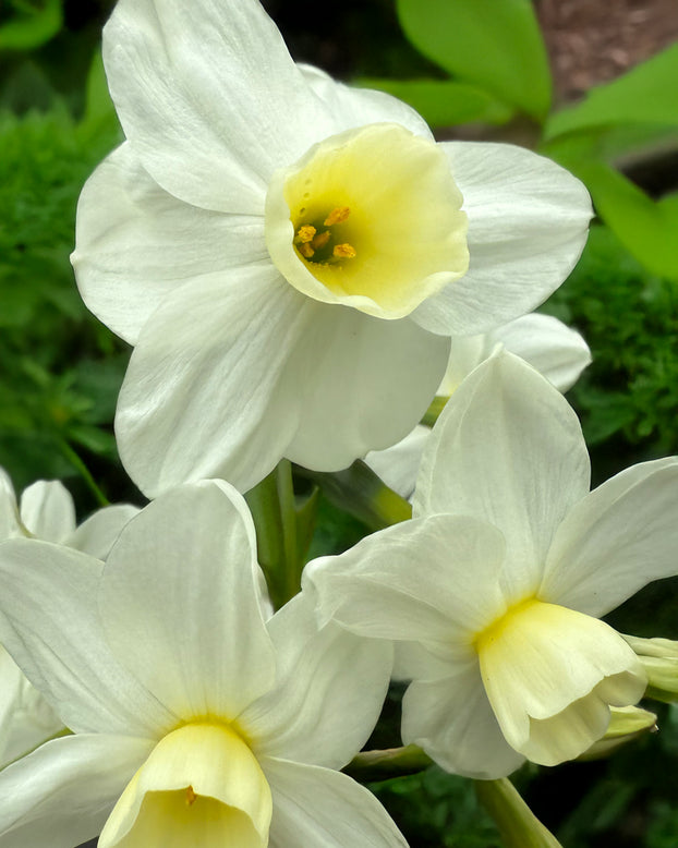 Narcissus 'Silver Chimes'
