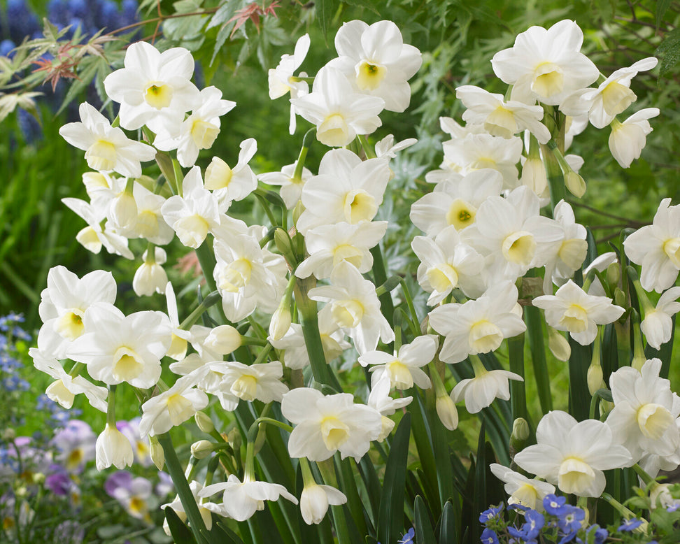 Narcissus 'Silver Chimes'